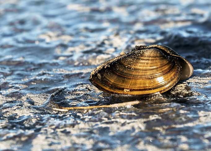 Clam Shell on Sandy Shoreline