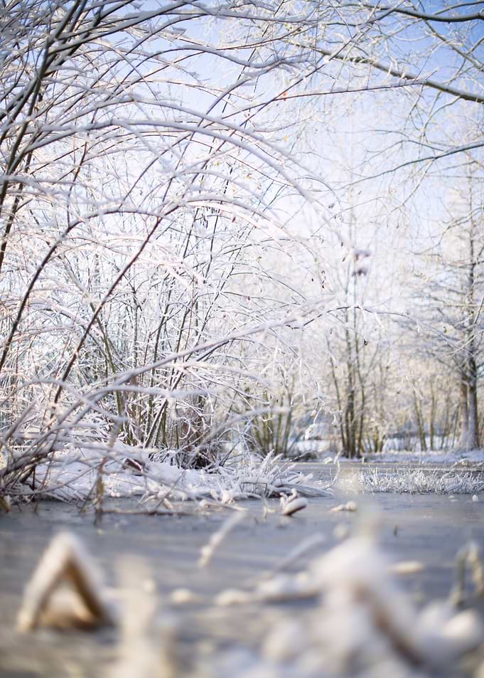 Winter landscape with snow-covered trees