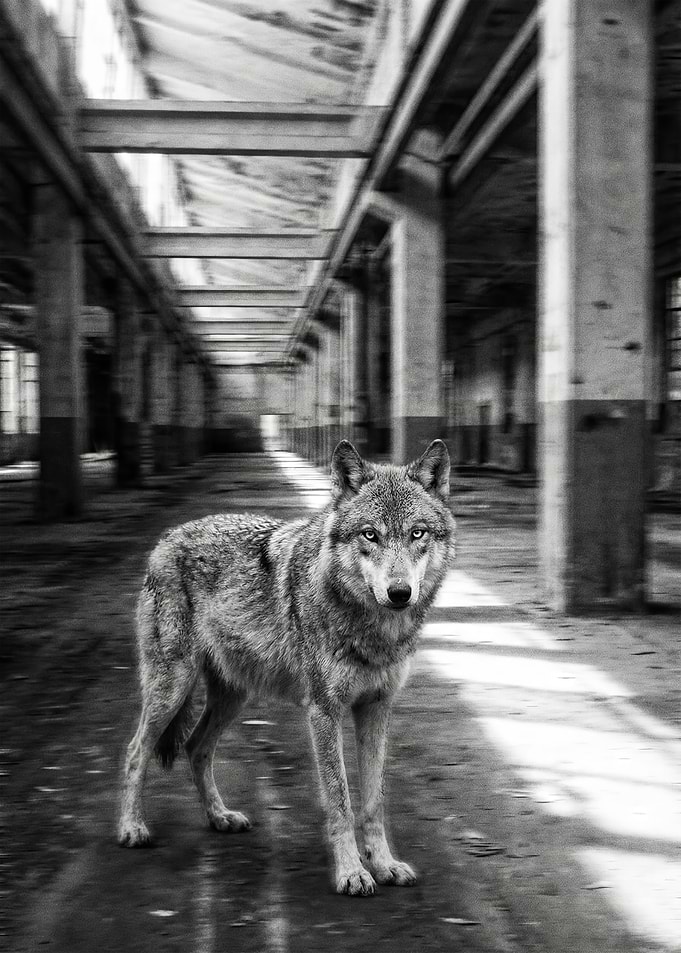 Wolf in Abandoned Building - Black and White