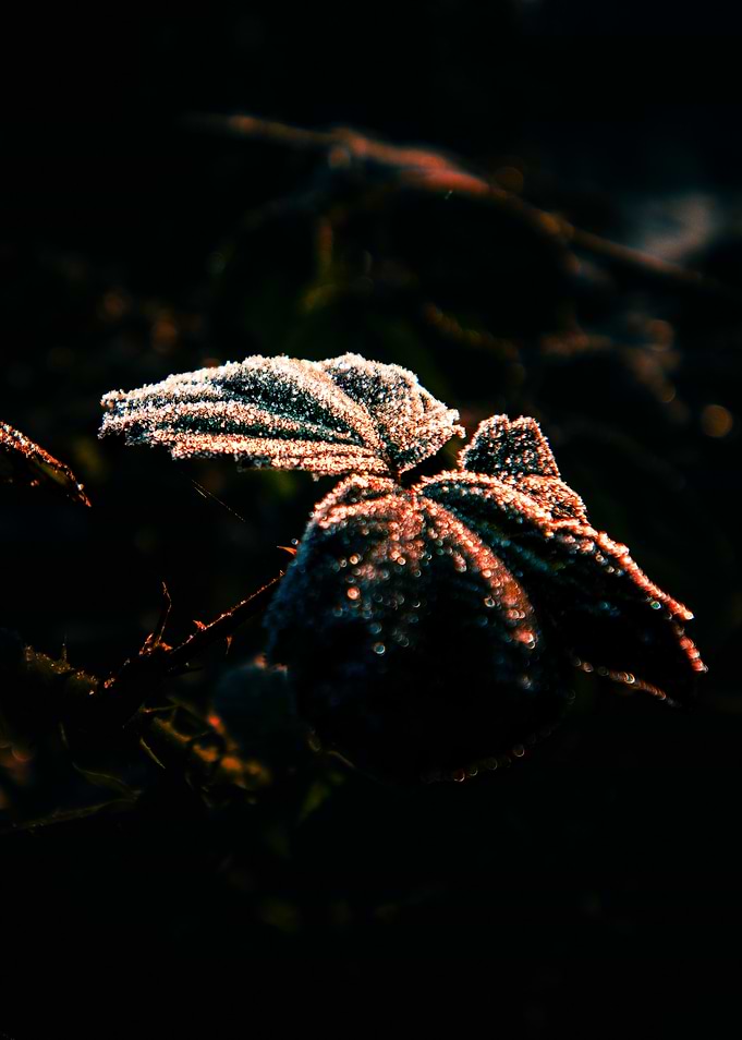Frosty Leaves in Dark Ambiance