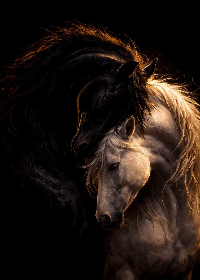 Black and White Horses Couple - Luxury Animal Wall Art - Romantic Gift Decor