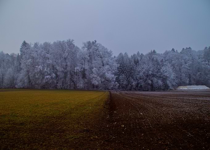Tricolour Winter Landscape with Frosted Trees