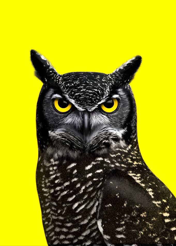 Owl portrait on yellow background