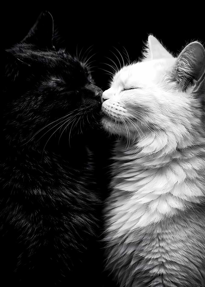 Black and White Cats Couple - Luxury Animal Wall Art - Romantic Gift Decor