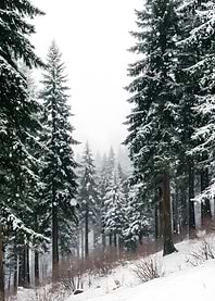 Snowy Forest Landscape