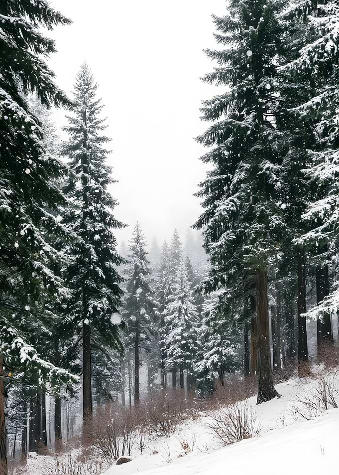 Snowy Forest Landscape