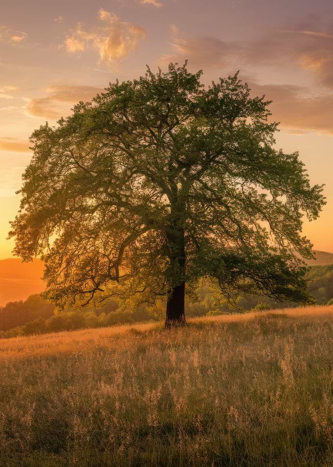 Lone Tree at Sunset