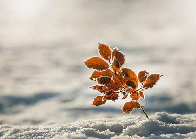Frosty Leaves in Winter Snow