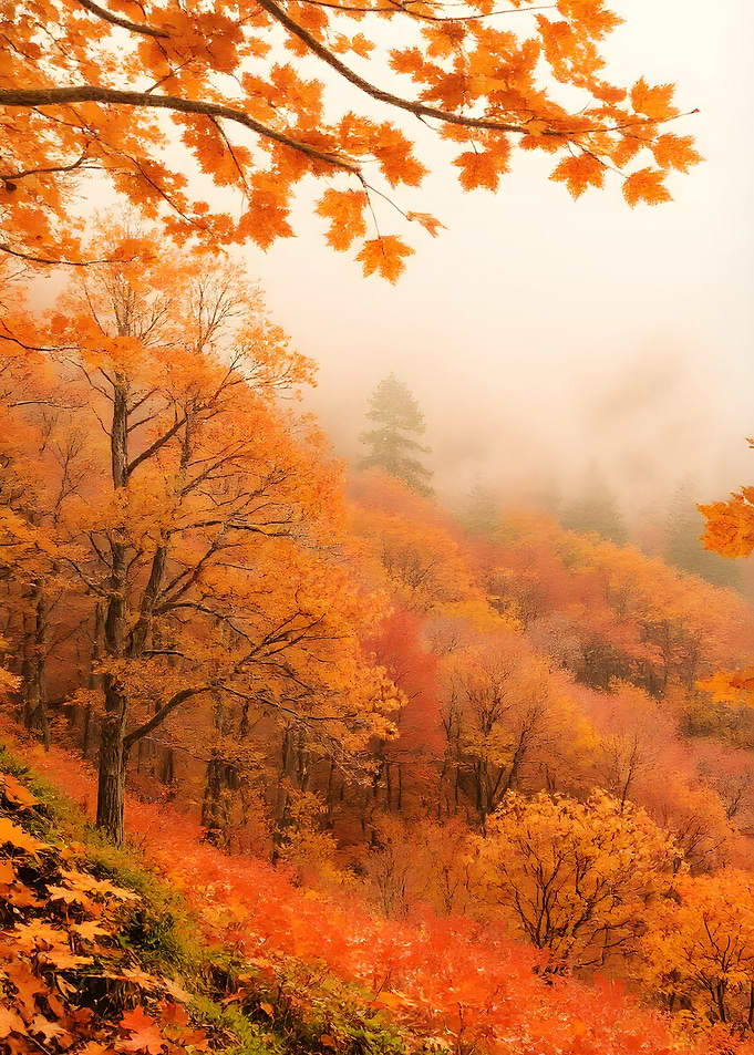Autumn Forest in Fog