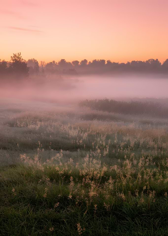 Misty Meadow at Sunrise
