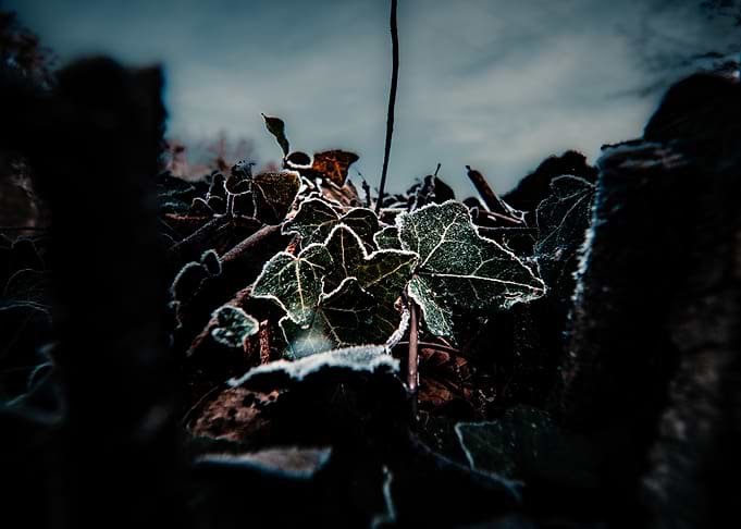 Frosty Ivy Leaves