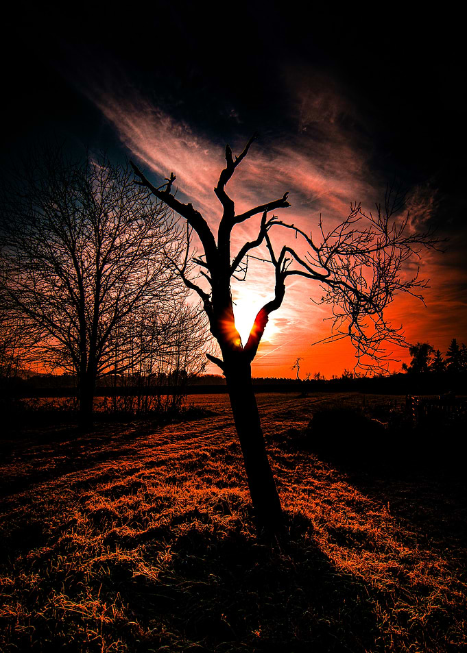 Silhouette of a tree at sunset