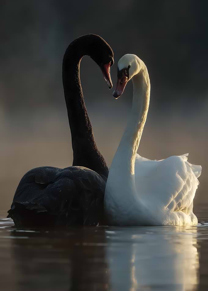 Black and White Swans in Love