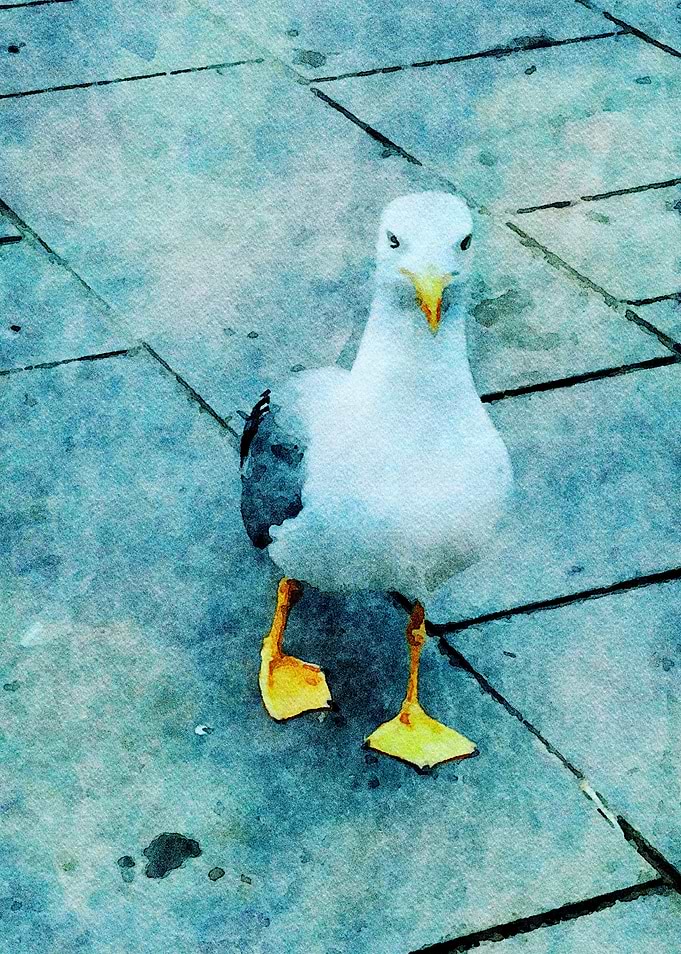 I'm Jonathan. Reworked photograph of a seagull.