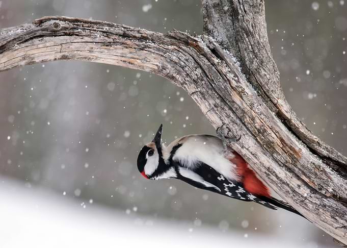 Woodpecker on Branch in Winter Snow