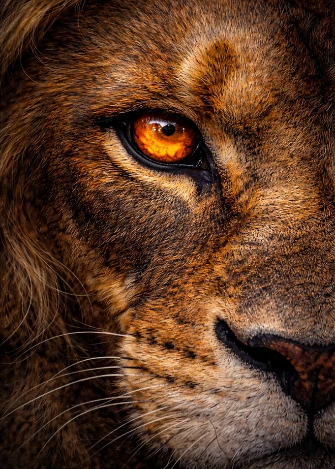 Lion's Intense Gaze: Close-Up Portrait