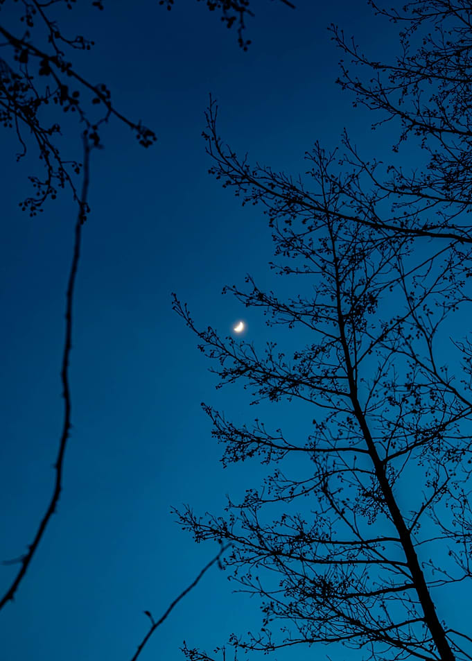 Crescent Moon and Silhouetted Trees