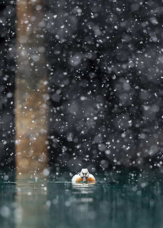 Duck in the snow