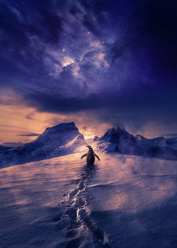 Penguin Walking Alone