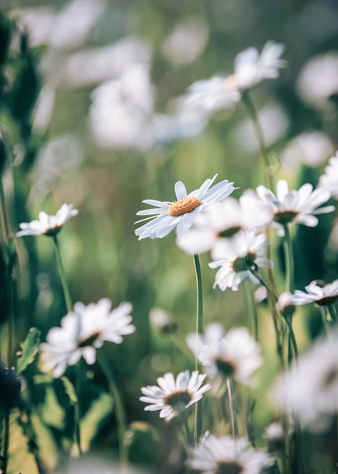 Field of White Daisies in Sunlight