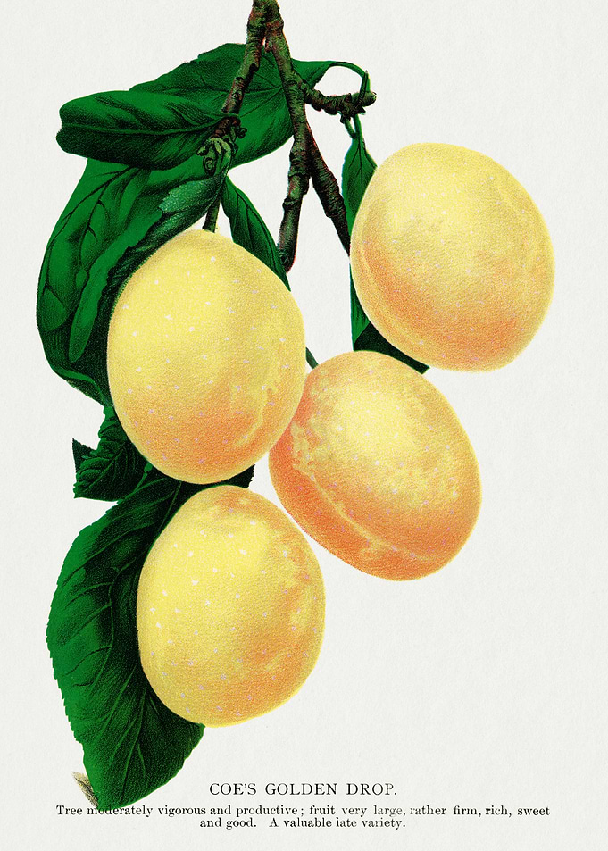 Coe's Golden Drop Plum Illustration
