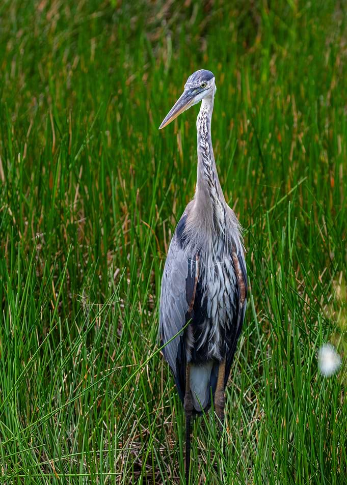 Great Blue Heron in Marsh Grass