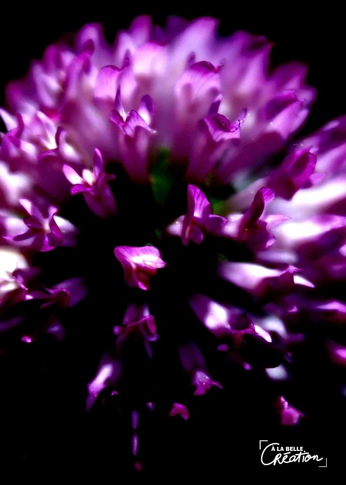Une fleur dans l'obscurité