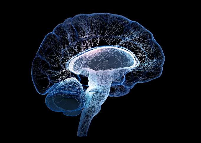 Human Brain Anatomy Illustration