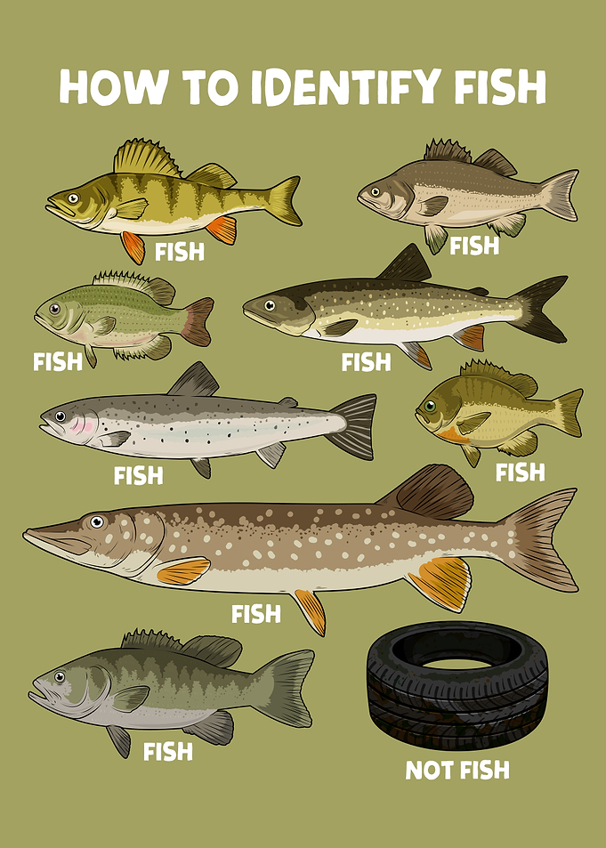 How to Identify Fish