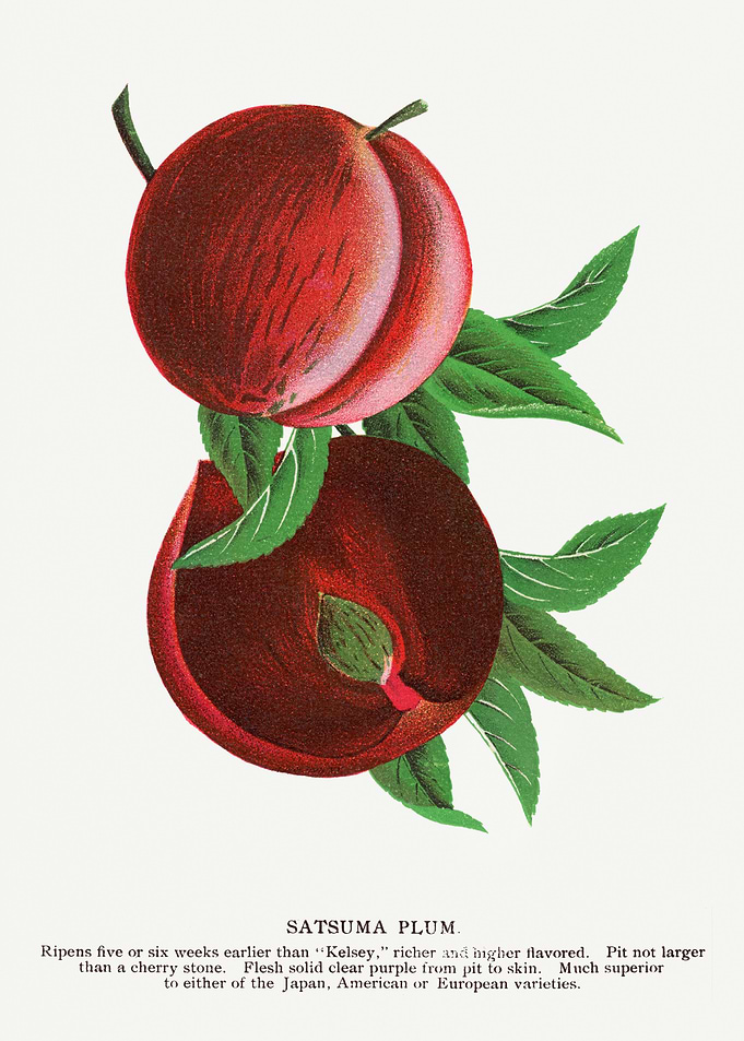 Satsuma Plum Vintage Botanical Illustration