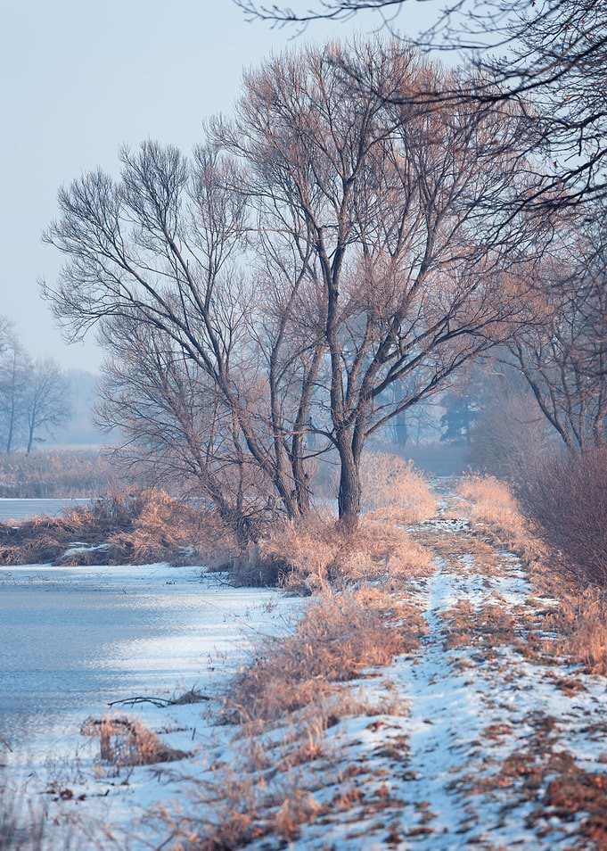 Winter Landscape with Bare Trees