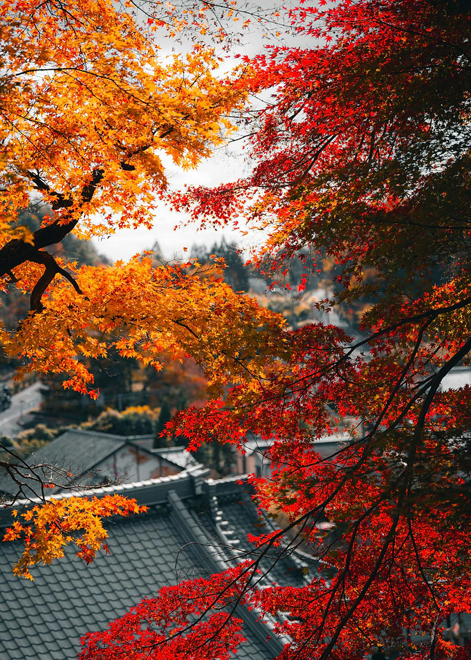 Autumn Leaves Over Japanese Rooftops