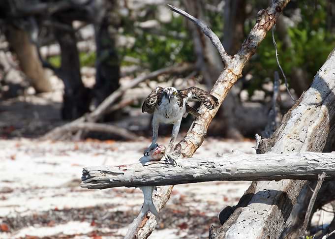 Osprey with Fish on Branch