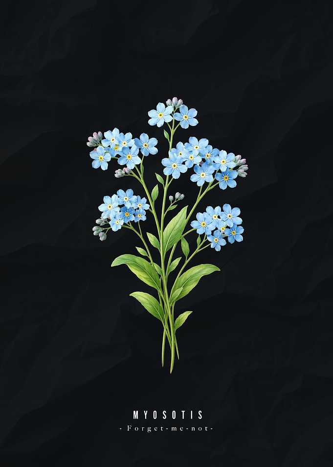 Forget-me-not floral illustration on black