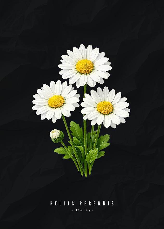 Daisy Flowers on Black Background