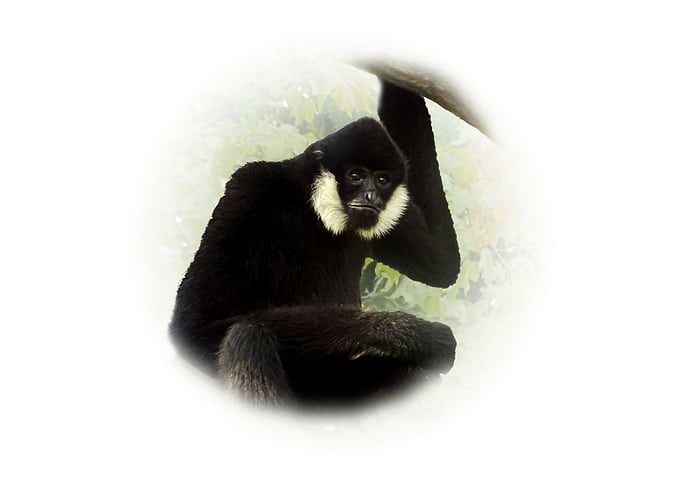 Black Gibbon Portrait