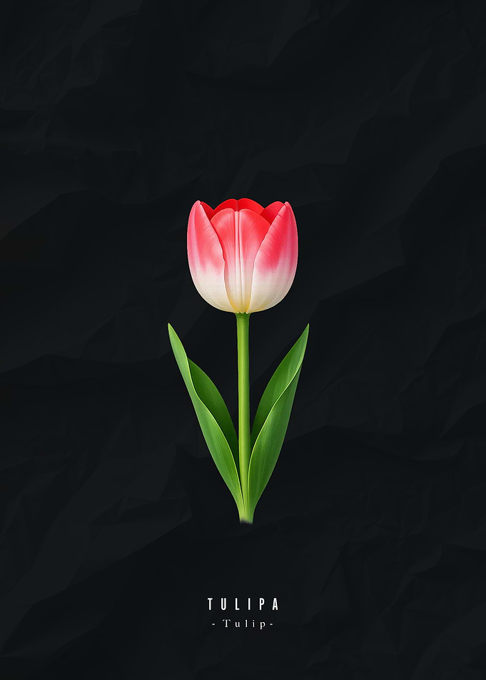 Elegant Red and White Tulip
