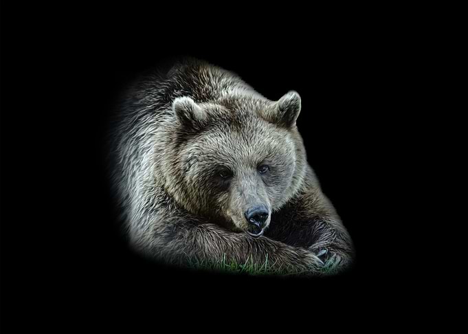 Brown Bear Portrait on Black Background