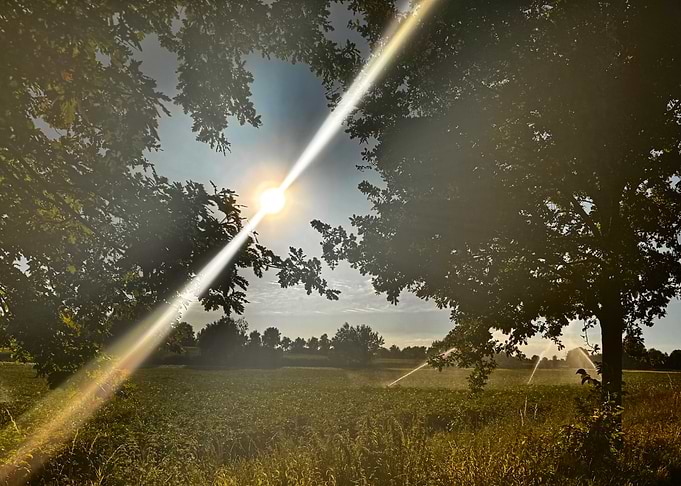 Sunlit Field