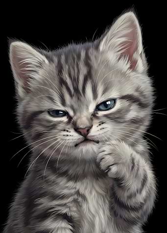Pensive Gray Tabby Kitten Portrait