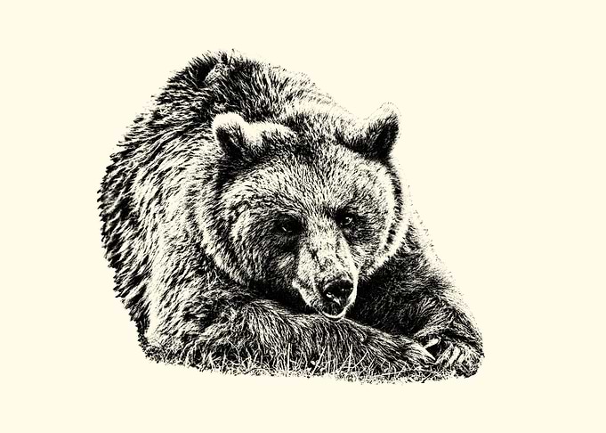 Resting Bear Black and White Illustration
