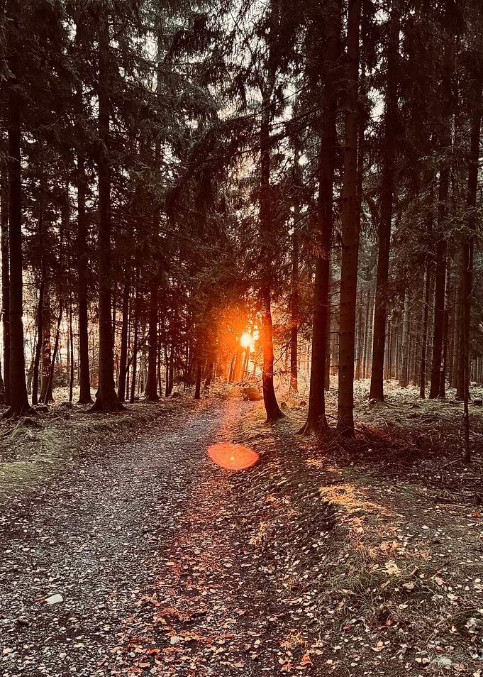 Forest Path at Sunset