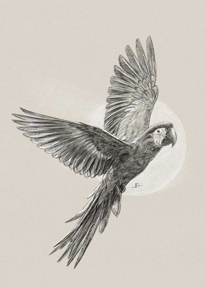 Macaw in Flight Pencil Drawing