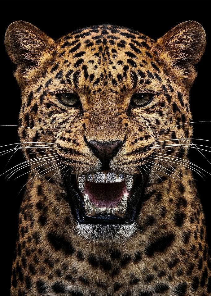 Leopard with Diamond Grill