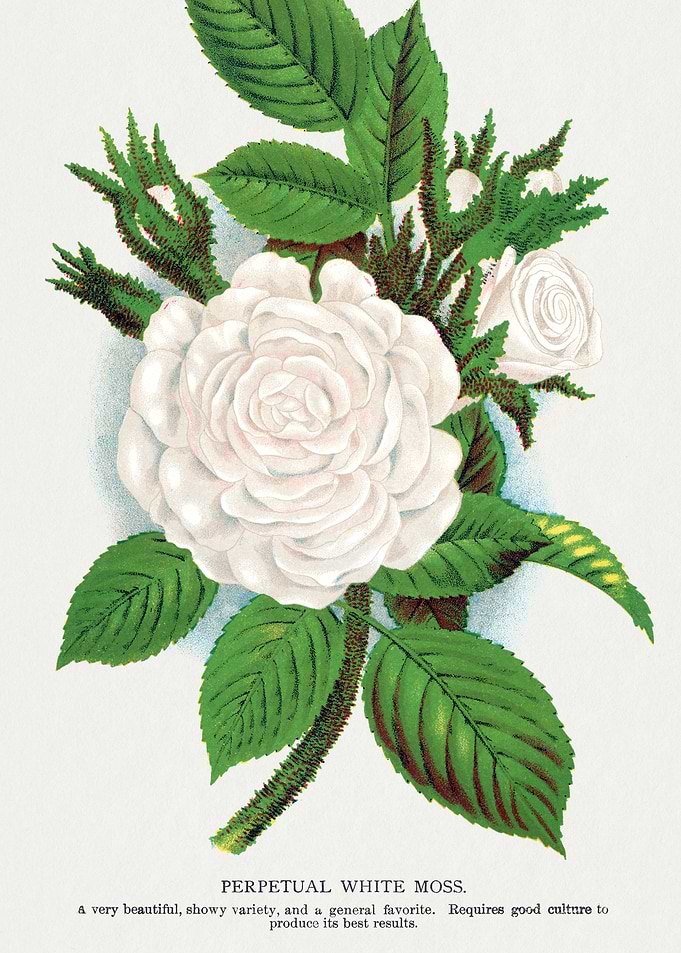 Perpetual White Moss Botanical Illustration