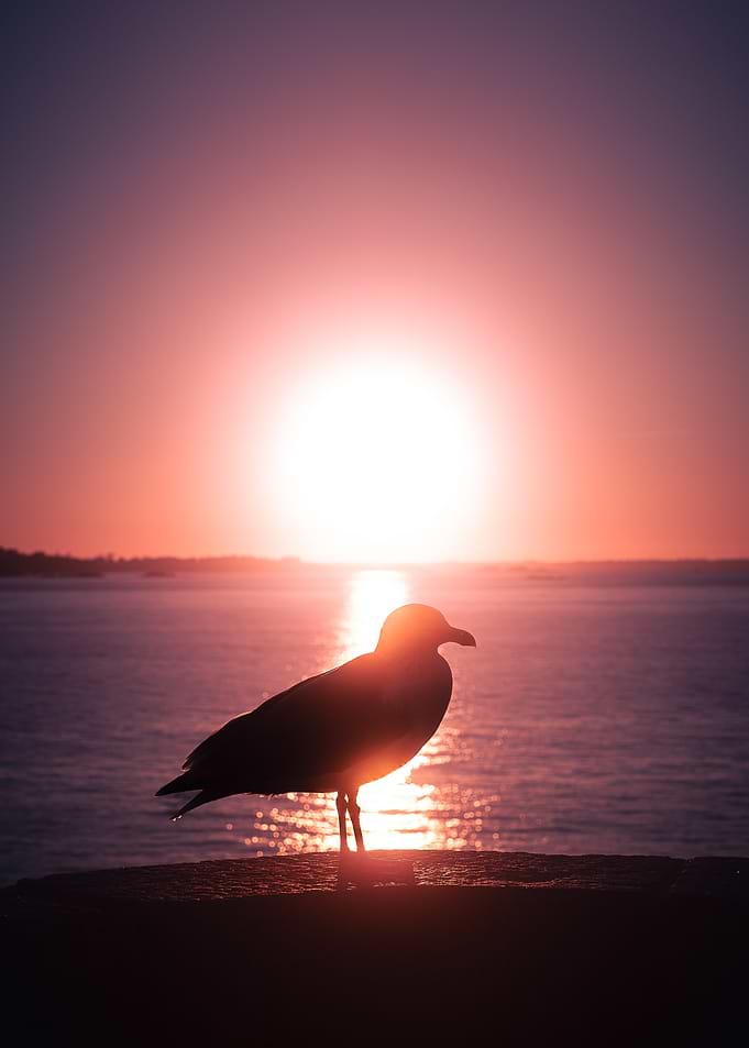 Seagull Silhouette at Sunset