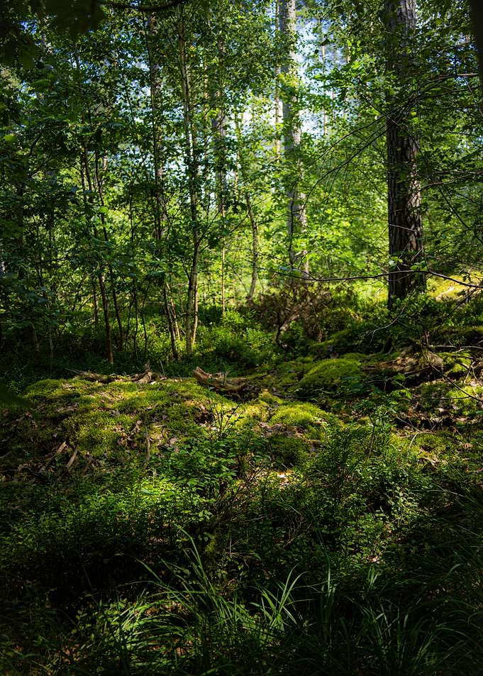 Lush Green Forest Scene