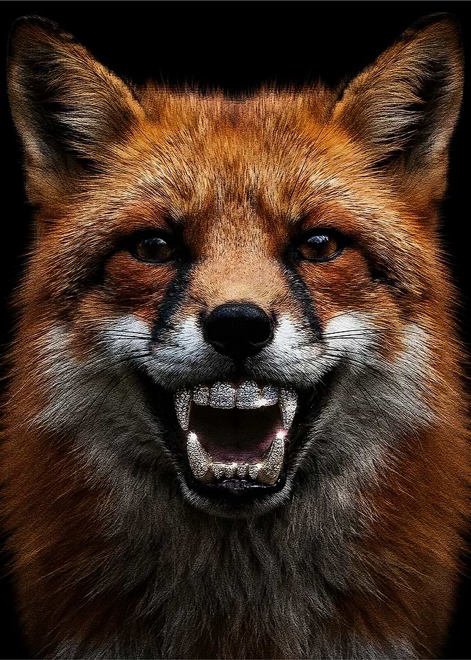Fox with Diamond Grill