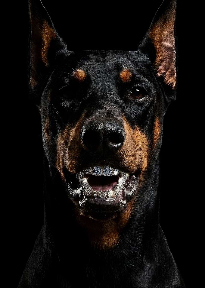 Doberman Pinscher Portrait with Teeth Bared