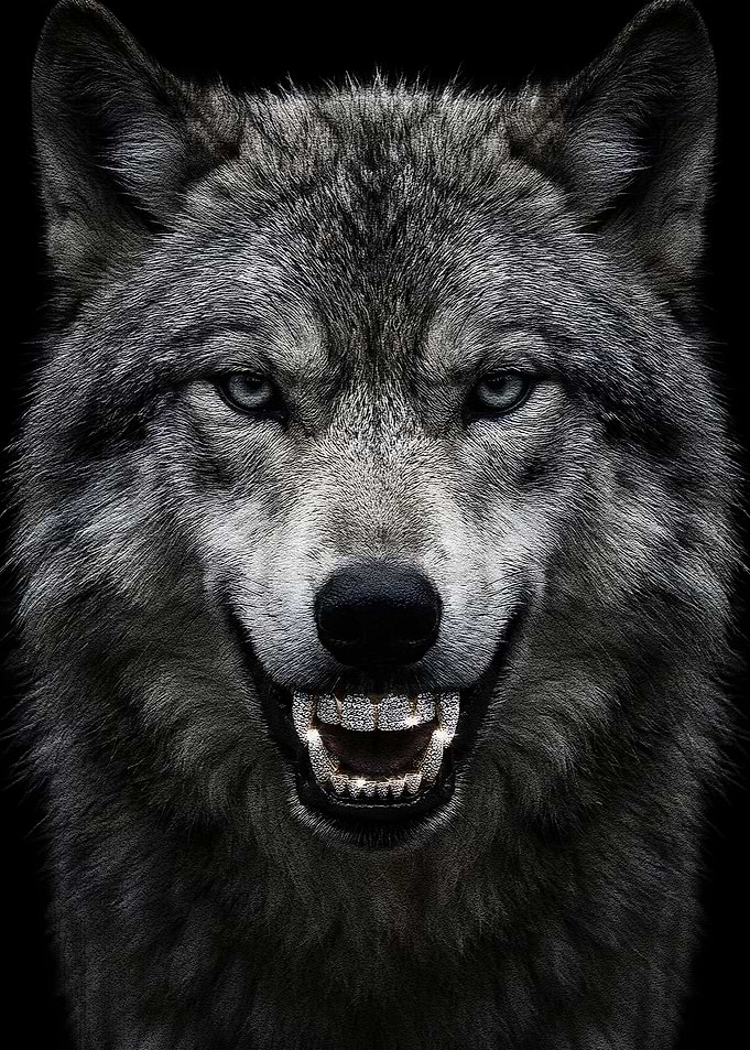 Wolf with Diamond Grill